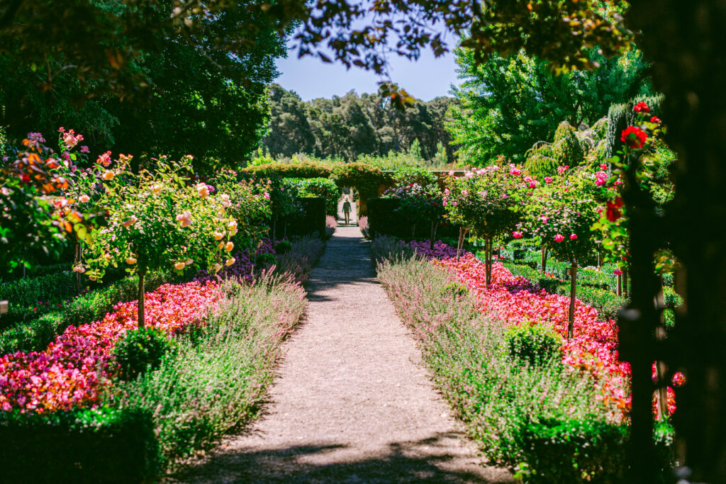 Filoli rose garden path in full bloom
